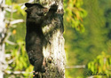 Ursus americanus